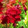 demaya14s